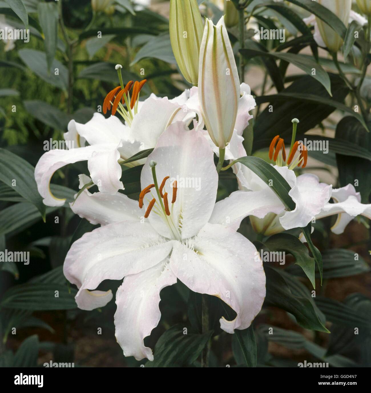 Lilium - `Expression'   BUL035654 Stock Photo